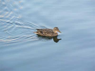 ente.jpg