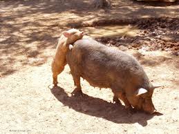 schwein.jpeg
