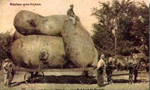 dicke Kartoffeln.png