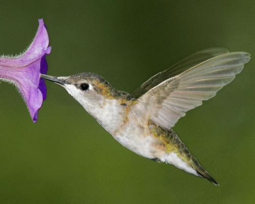Kolibri.png