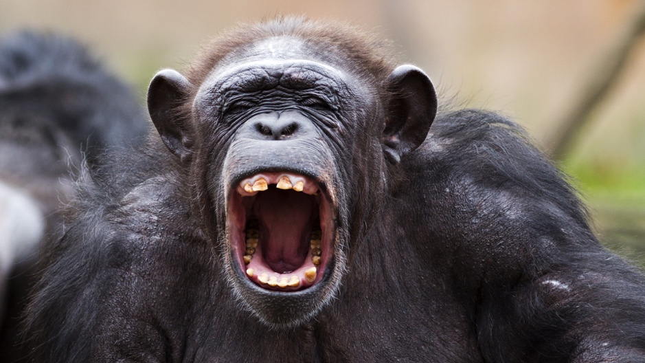 Affe.jpg